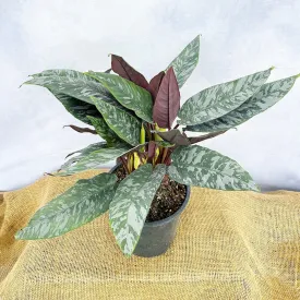 50 - 60cm Apoballis Acuminatissima Red Sword House Plant 17cm Pot