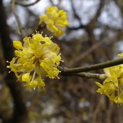 Cornus mas